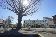 小川いちょう公園