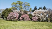 都立小金井公園