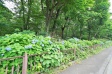 　【撮影日】2018/05/28